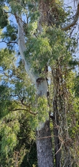 Corymbia tessellaris
