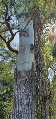 Corymbia tessellaris