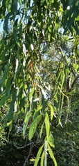 Corymbia tessellaris