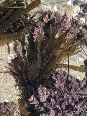 Desmarestia ligulata