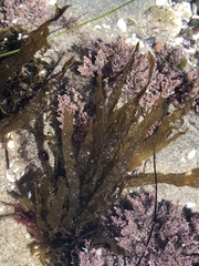 Desmarestia ligulata