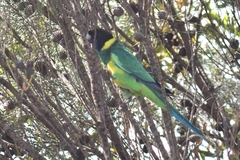 Barnardius zonarius zonarius