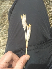 Iris missouriensis