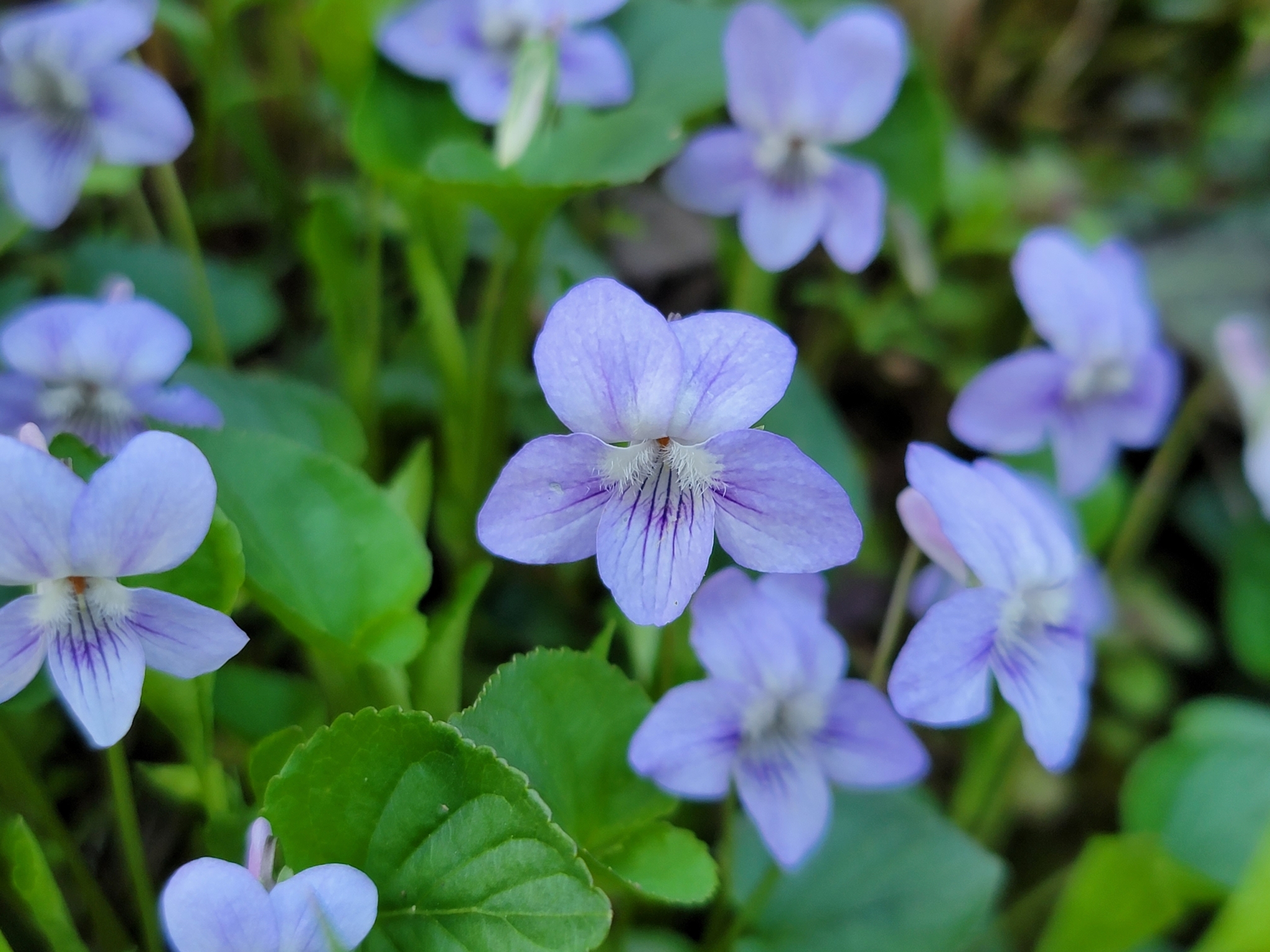 Braun's violet (Hybrid Viola × brauniae) · iNaturalist