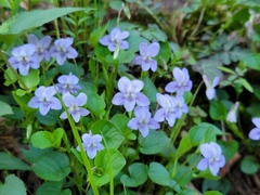 Viola × brauniae