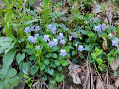 Viola × brauniae