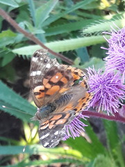 Vanessa braziliensis