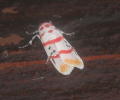 Cyana bellissima