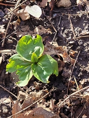 Trillium sessile
