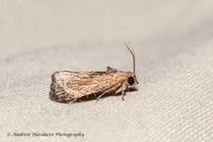 Cryptophlebia repletana