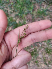 Luzula forsteri