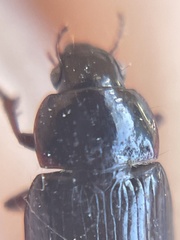 Amara farcta