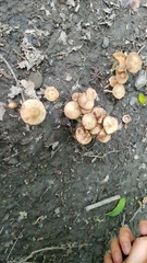 Fungi