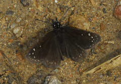 Pholisora