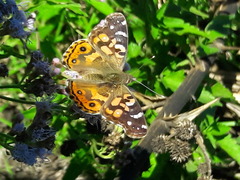 Vanessa braziliensis