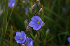 Orthrosanthus multiflorus