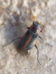 Collops vittatus