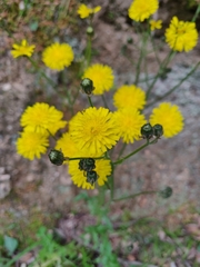 Crepis setosa