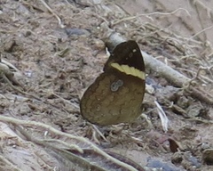 Xanthotaenia busiris