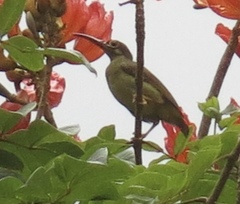 Arachnothera flavigaster