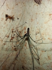 Crossopriza