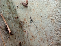 Crossopriza