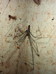 Crossopriza