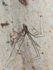 Crossopriza