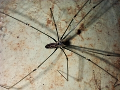 Crossopriza