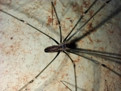 Crossopriza