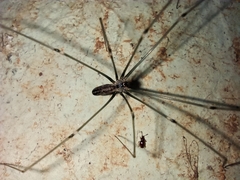Crossopriza