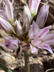 Allium nevadense