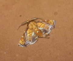 Penicillaria plusioides