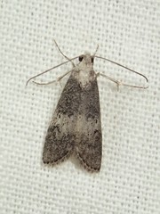 Aphomia baryptera