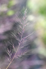Muhlenbergia microsperma