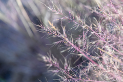 Muhlenbergia microsperma