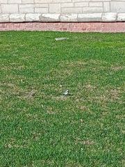 Motacilla alba