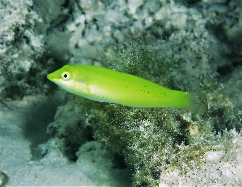 Pastel-Green Wrasse