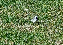 Motacilla alba