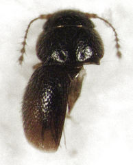 Ptinella octopunctata