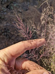 Muhlenbergia microsperma