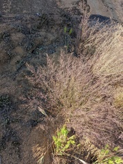 Muhlenbergia microsperma
