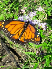 Danaus erippus
