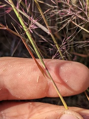Muhlenbergia microsperma