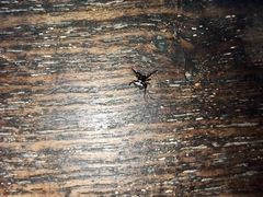 Thelacantha