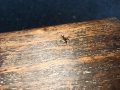 Thelacantha