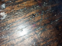 Thelacantha