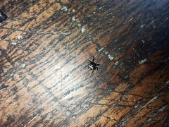 Thelacantha