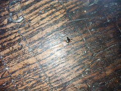 Thelacantha