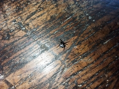 Thelacantha